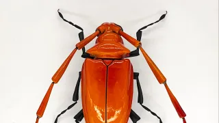 Keramische Insekten – Werkschule - Werkstatt für Kunst und Kulturarbeit e.V