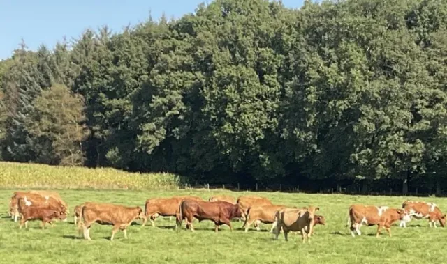 Natureindrücke im Herbst