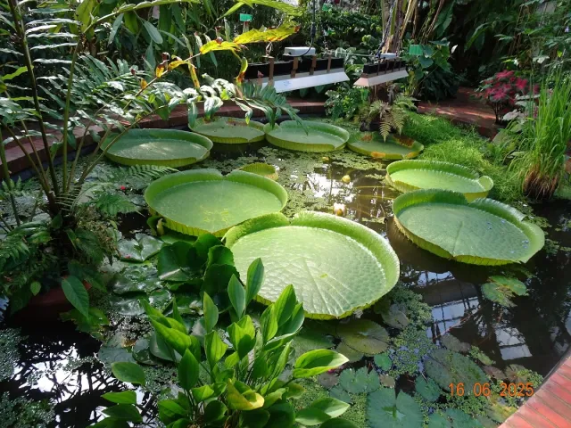 Botanischer Garten – Foto 2